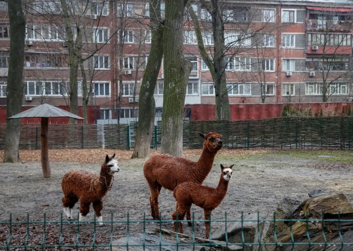 Lamy v městské zoo v Kyjevě. I je může zasáhnout ruské bombardování. Nebo co když do města vjede ruská okupační armáda? Foto: Gleb Garanič, Reuters