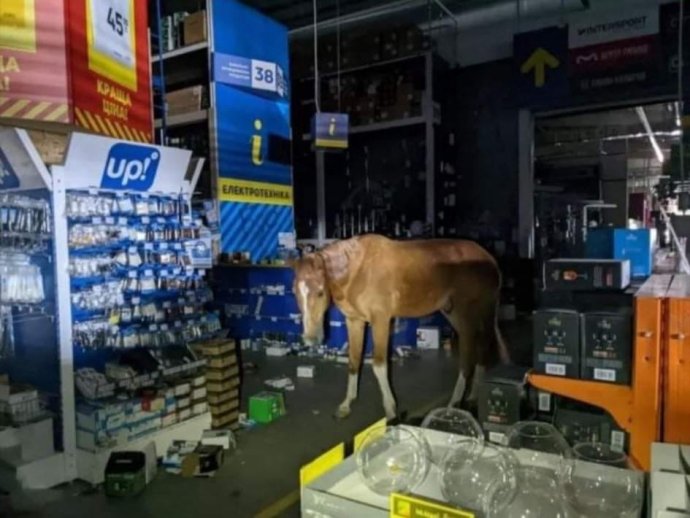 Jeden z koní byl spatřen v supermarketu. Vlezl dovnitř rozbitými okny, procházel se podél stánků se zbožím a hledal potravu. Foto převzato z FB