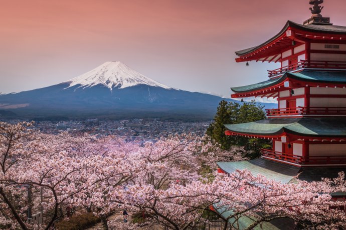 Háj rozkvetlých sakur s růžovými květy u Červené pagody se sopkou Fudži v pozadí. Foto: Adobe Stock
