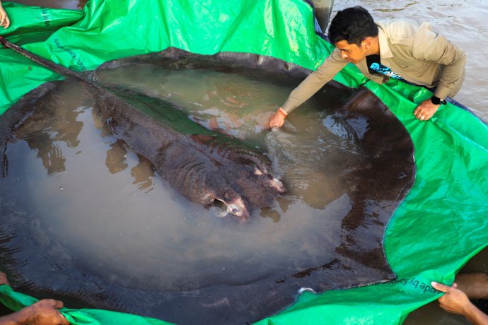Největší sladkovodní rybu chytili v Kambodži v řece Mekong. Foto: Reuters