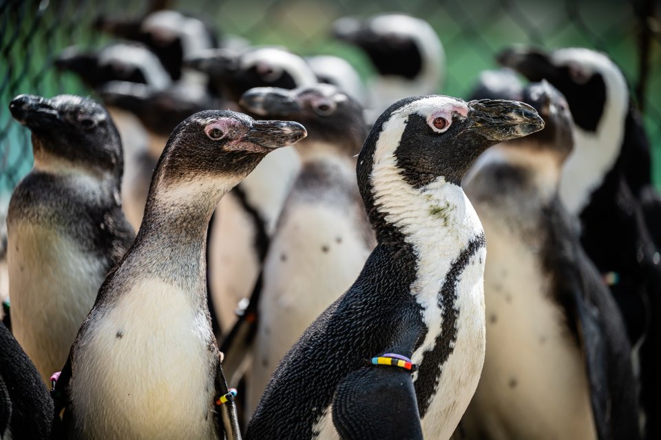 Tučňáci brýloví. Foto: Safari Park Dvůr Králové