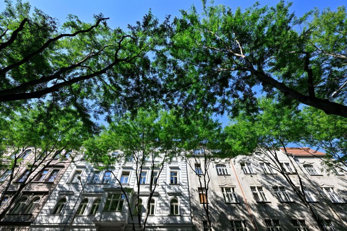 Stromy v Šaldově ulici v pražském Karlíně. Foto: ČTK