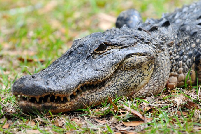 Aligátory nejčastěji uvidíte u vodních kanálů a v zimních měsících, kdy se vyhřívají na slunci. V létě se naopak schovávají v hloubkách vod, aby se zchladili na potřebných 30 stupňů. Foto: Florida Fish and Wildlife, Flickr, (CC BY-ND 2.0)