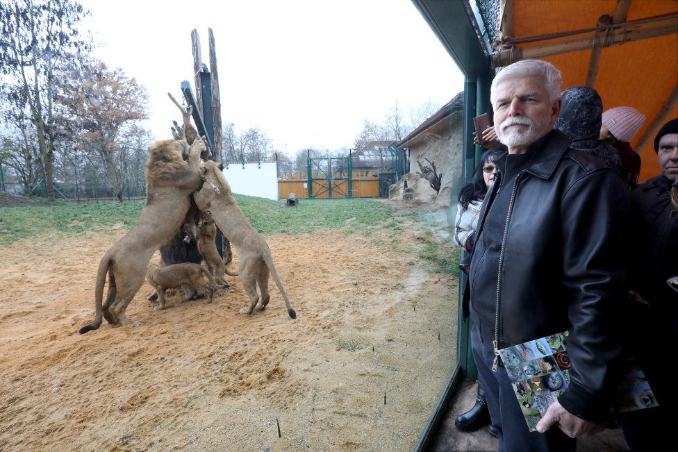 Prezidentský kandidát Petr Pavel na návštěvě v Zoo Plzeň. Foto: Ludvík Hradilek, Deník N.