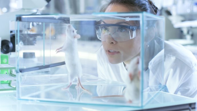 O myších a lidech. Nekonečný laboratorní seriál přináší nové vzrušující pokračování. Foto: Adobe Stock