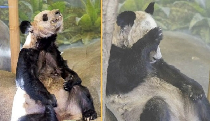 „V životě jsem neviděl tak hubenou pandu, takhle strašně by nevypadala, ani kdyby žila ve volné přírodě. Je to žalostný pohled.“ (Komentář na čínské sociální síti Weibo). Foto: Repro pandavoices.org