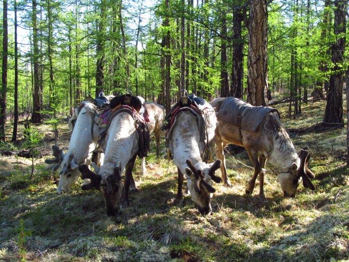 Sobi kočujícím pastevcům poskytují maso i kůži, paroží a mléko, ze kterého pak vyrábějí sýry a jogurty. Foto: Zuzana Mukumayi Filipová, Deník N