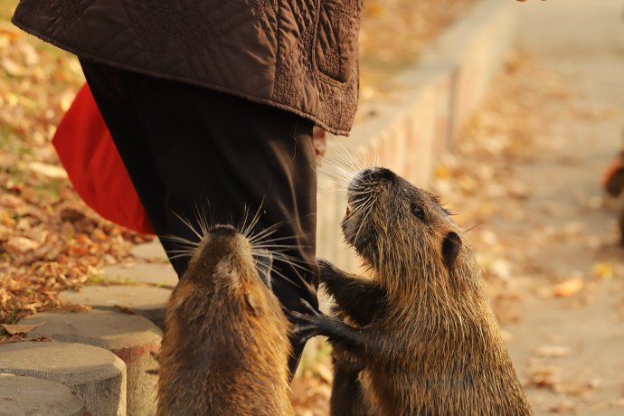 Nutrie říční (Myocastor coypus) pochází z Jižní Ameriky. Že je roztomilá? Jak se to vezme. Rozhrabává břehy, poškozuje habitaty, šíří parazity. (Ale ryby nežere, to je mýtus – je hlodavec.) Foto: Pavel Pipek, Botanický ústav AV ČR