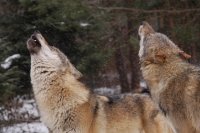 Křížení vlků a psů - takzvaná hybridizace - není novým fenoménem. Jeho rozšiřování by pro vlky mohlo být problematické. Foto: Karel Brož, Hnutí Duha