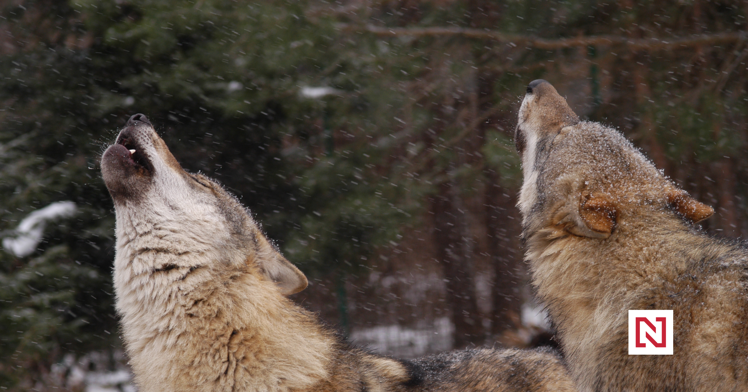 Ani vlk, ani pes, ale vlkopes. Expert vysvětluje, zda přibývající kříženci ohrožují vlka, psa nebo člověka