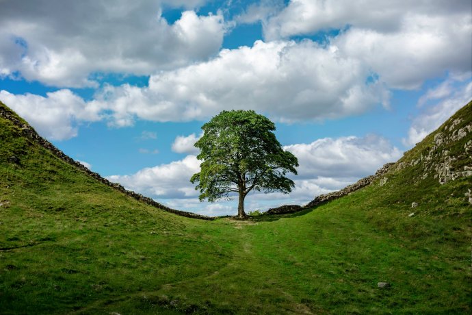 Známý strom Robina Hooda (Sycamore Gap Tree) byl několik set let starý - než jej někdo pokácel. Foto: Adobe Stock