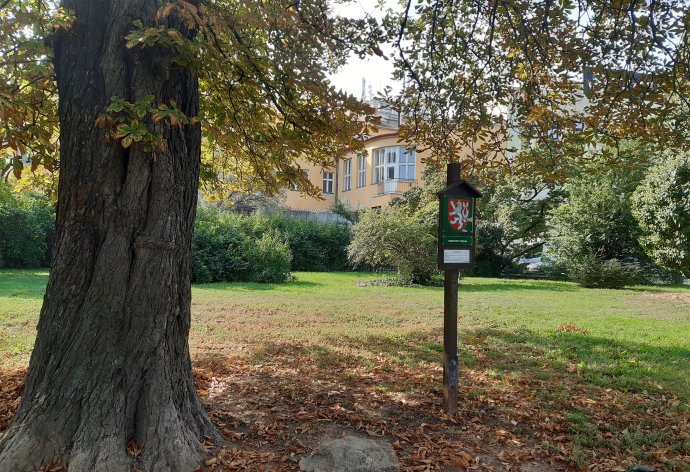 Je několik metrů za ochranným pásmem chráněného stromu vznikne pod parkem Danuše Muzikářové podzemní garáž. Foto: Jana Ustohalová, Deník N