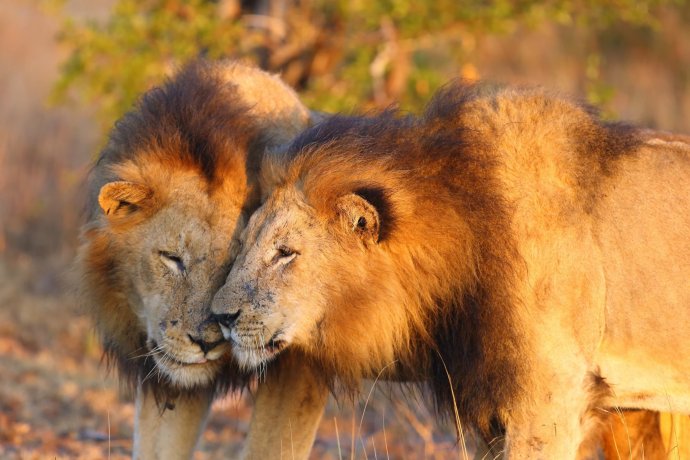Podle ředitelů českých zoo by návrh zákona umožnil návrat k obchodu se zvířaty, jako jsou třeba lvi nebo tygři. Ilustrační foto: Adobe Stock