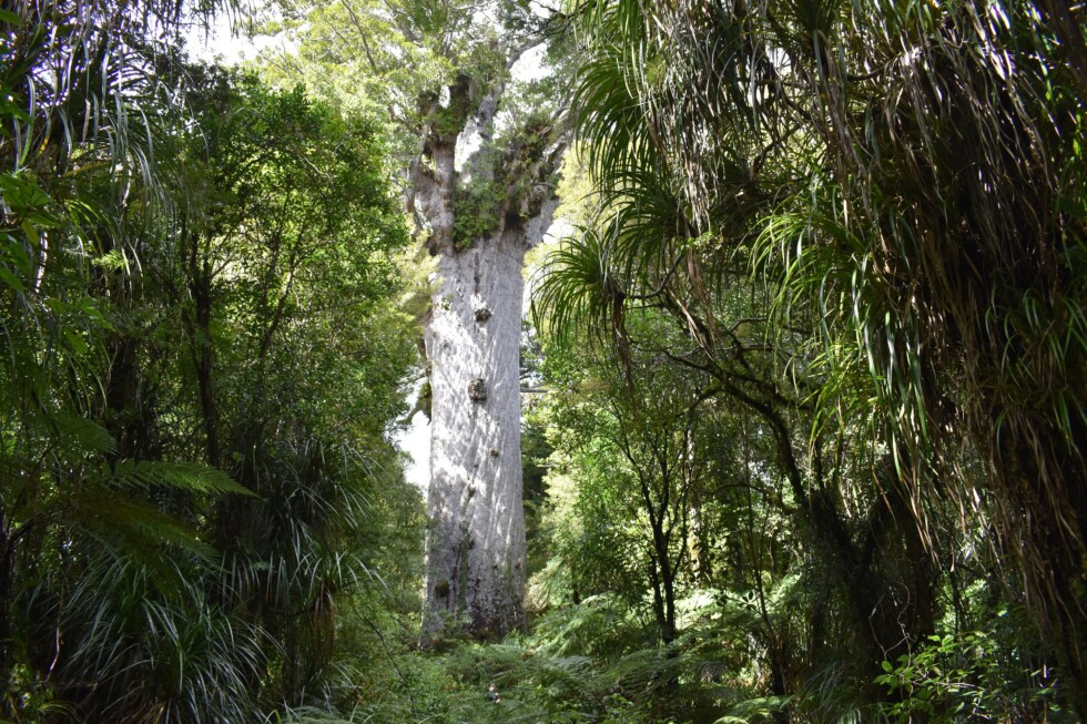 Strom-kauri-damaron-na-Novem-Zelandu-Fot
