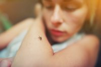 Kvůli klimatickým změnám se onemocnění přenášená komáry šíří i na místa, kde se dříve nevyskytovala. Zdroj: Adobe Stock