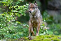 Vlk šedý na Šumavě. Foto: Jan, Adobe Stock