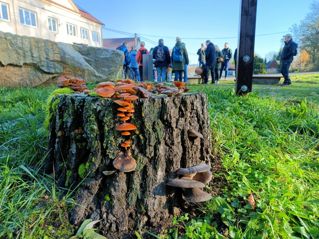 Některé houby nezastaví ani mráz. V zimním lese najdete třeba lžičkovec, choroše nebo rosolozuby