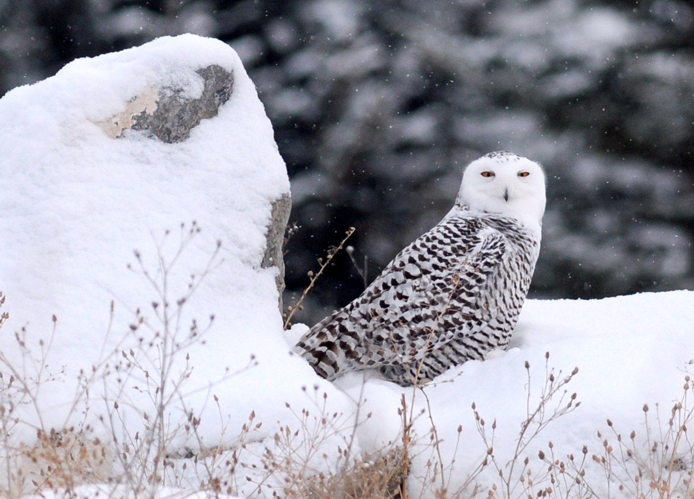 Na seznam mezinárodně chráněných zvířat Úmluvy OSN o ochraně stěhovavých...