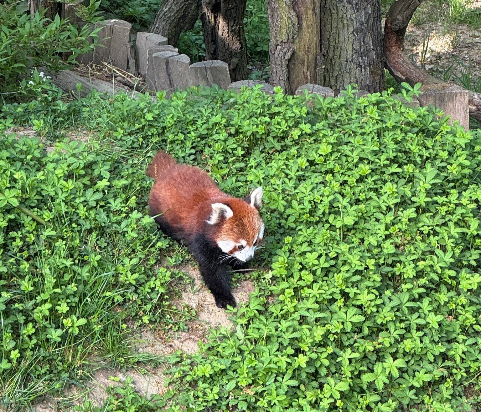 Zoo Brno má novou samici pandy červené. Přivezli ji z francouzského...