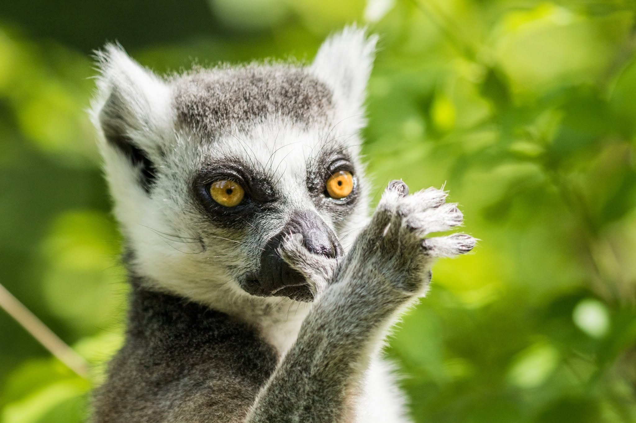 Pracovníci ostravské zoologické zahrady v neděli večer odchy