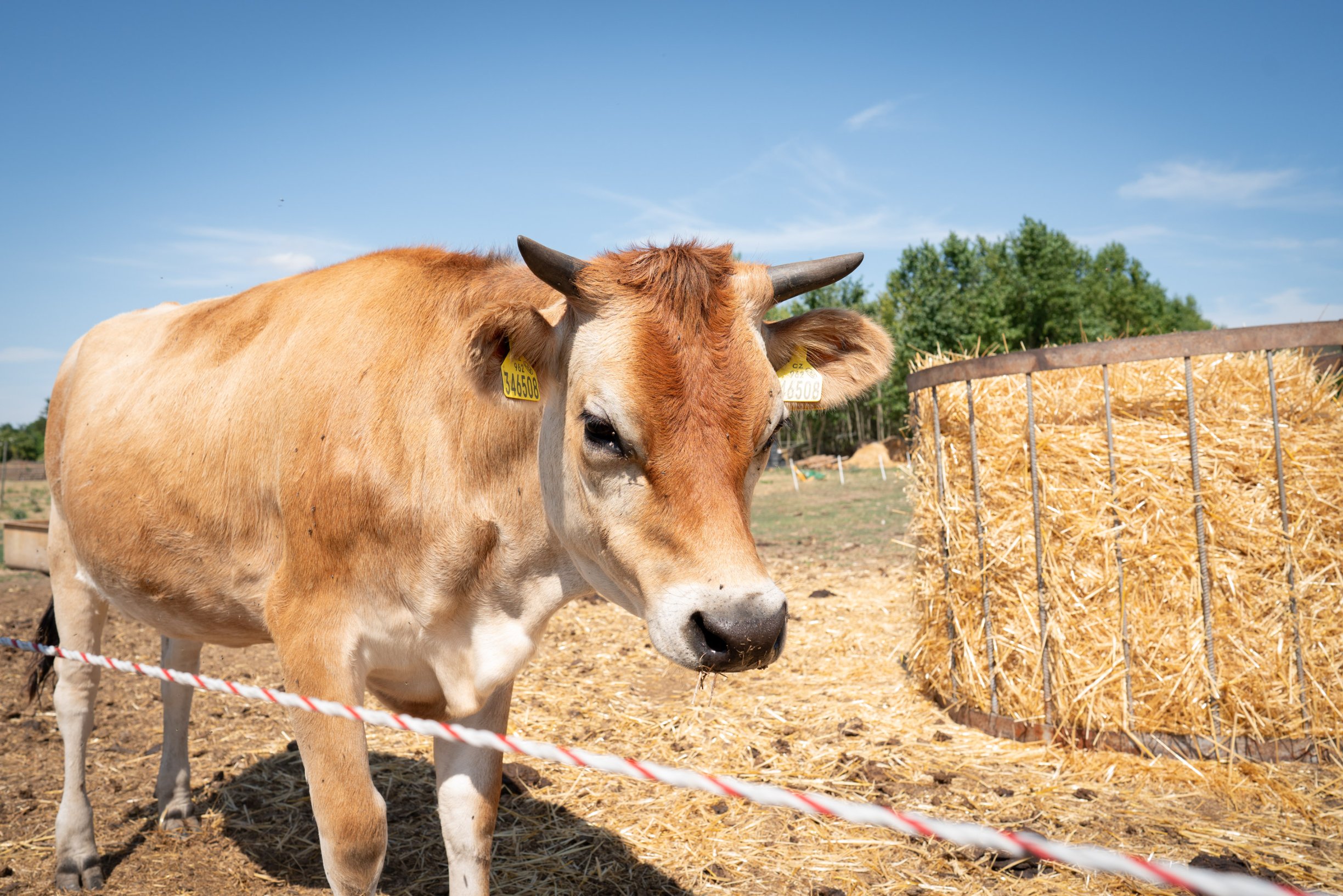 „Krávy nám častěji potratí.“ Farma u Brna bojuje se suchem a nedostatkem krmiva, horko trápí i zvířata